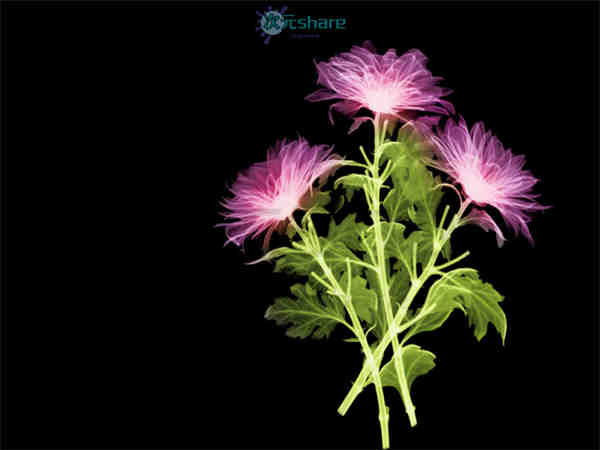 透视图 （80张）阿里云盘下载-次元share