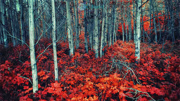 风景大片2k，4k（2000张）阿里云盘下载-次元share