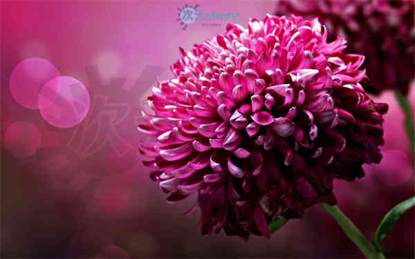 清新超清（2000张）阿里云盘下载-次元share