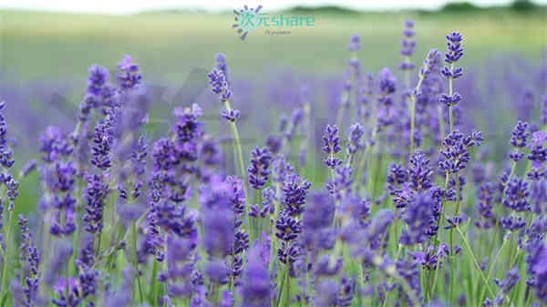 清新超清（2000张）阿里云盘下载-次元share