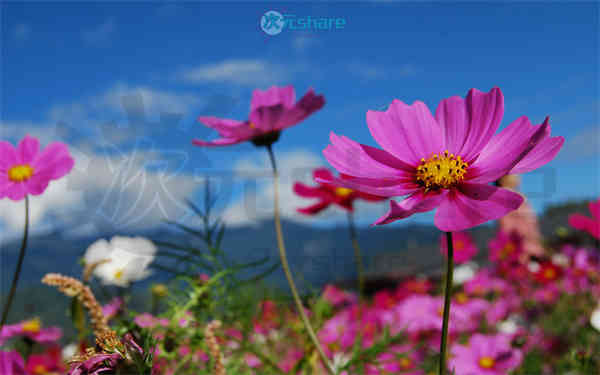 清新超清（2000张）阿里云盘下载-次元share