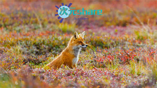 必应壁纸（1200张）阿里云盘下载-次元share