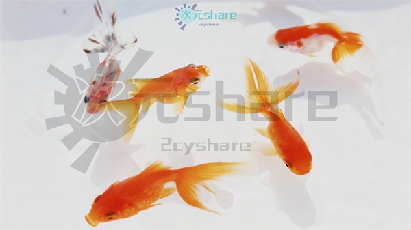 萌宠超清（2000张）阿里云盘下载-次元share