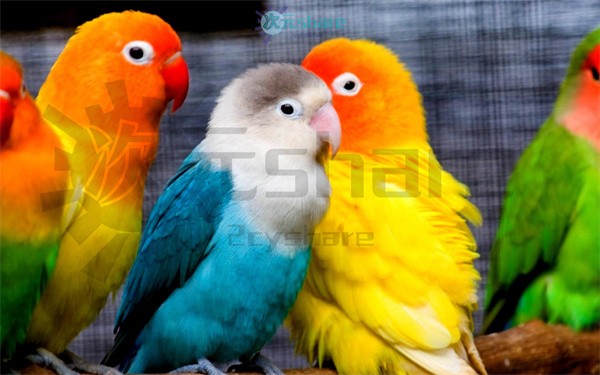 萌宠超清（2000张）阿里云盘下载-次元share